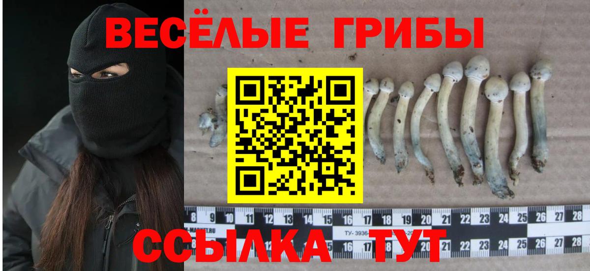 Псилоцибиновые грибы мицелий Краснодар